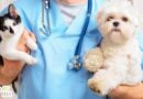 A importância dos check-ups veterinários regulares