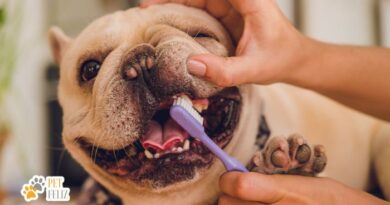 Cuidados básicos de higiene para animais de estimação