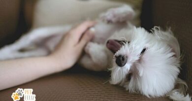 O Carinho dos Humanos é Fundamental para o Bem-Estar dos Cães: Estudo Revela