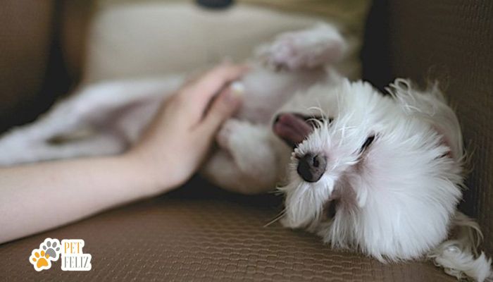 O Carinho dos Humanos é Fundamental para o Bem-Estar dos Cães: Estudo Revela