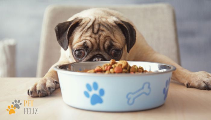 Nutrição Canina: Como Escolher a Ração Ideal para o Seu Amigo de Quatro Patas